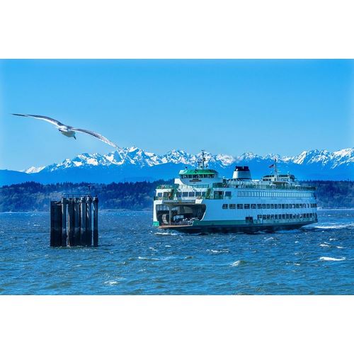 Seagull and Washington State Ferry-Olympic Mountains-Edmonds-Washington State